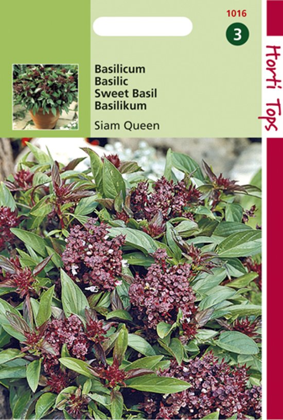 Basil Siam Queen (Ocimum basilicum) 900 seeds HT